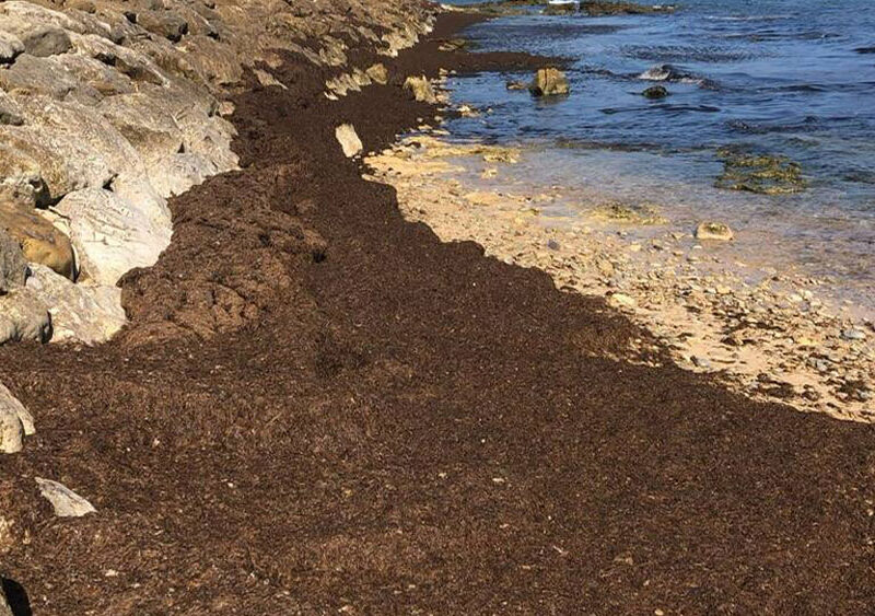 Alga asiática. - Ecologistas en Acción