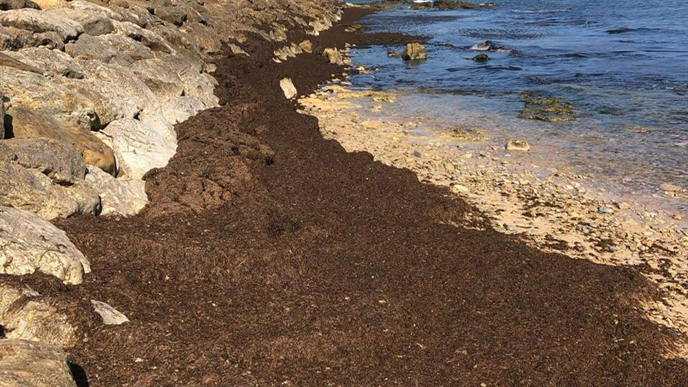 Alga asiática. - Ecologistas en Acción